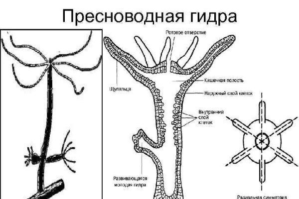 Почему кракен